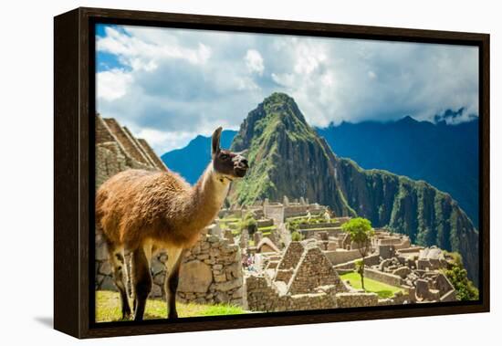 Resident Llama, Machu Picchu Ruins, UNESCO World Heritage Site, Peru, South America-Laura Grier-Framed Premier Image Canvas