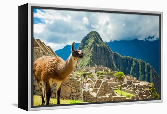 Resident Llama, Machu Picchu Ruins, UNESCO World Heritage Site, Peru, South America-Laura Grier-Framed Premier Image Canvas