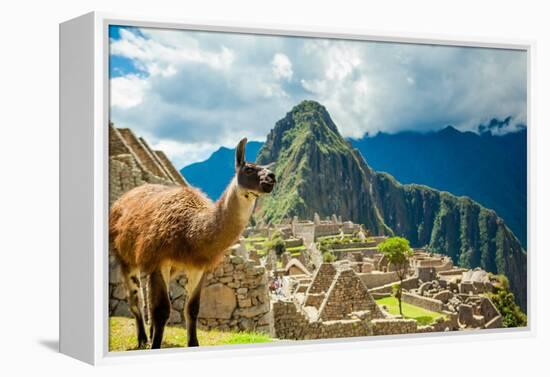 Resident Llama, Machu Picchu Ruins, UNESCO World Heritage Site, Peru, South America-Laura Grier-Framed Premier Image Canvas