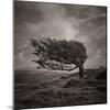 Resiliance-Doug Chinnery-Mounted Photographic Print