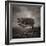 Resiliance-Doug Chinnery-Framed Photographic Print