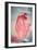 Resin Cast of Heart Blood Vessels-Arno Massee-Framed Photographic Print