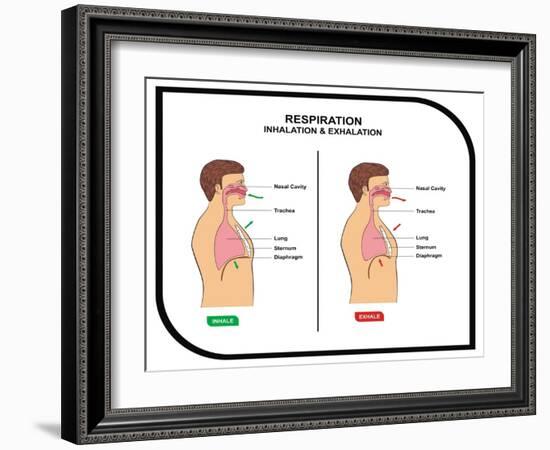 Respiration (Inhalation and Exhalation)-udaix-Framed Art Print