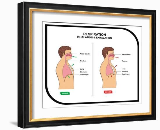 Respiration (Inhalation and Exhalation)-udaix-Framed Art Print