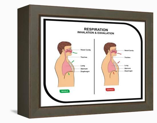 Respiration (Inhalation and Exhalation)-udaix-Framed Stretched Canvas