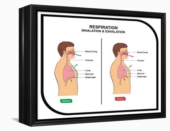 Respiration (Inhalation and Exhalation)-udaix-Framed Stretched Canvas