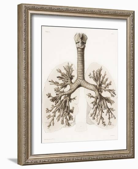 Respiratory Anatomy, 19th Century Artwork-Science Photo Library-Framed Photographic Print