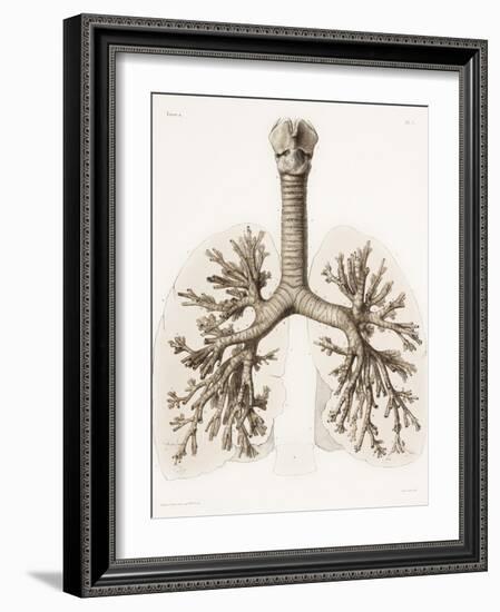 Respiratory Anatomy, 19th Century Artwork-Science Photo Library-Framed Photographic Print