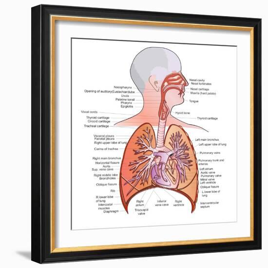 Respiratory System Anatomy-niceclip-Framed Art Print
