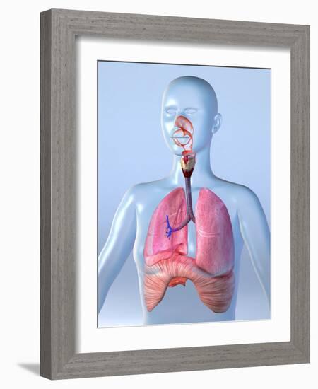 Respiratory System, Artwork-Roger Harris-Framed Photographic Print