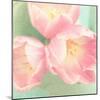 Resplendent Blossoms-Sarah Gardner-Mounted Photographic Print