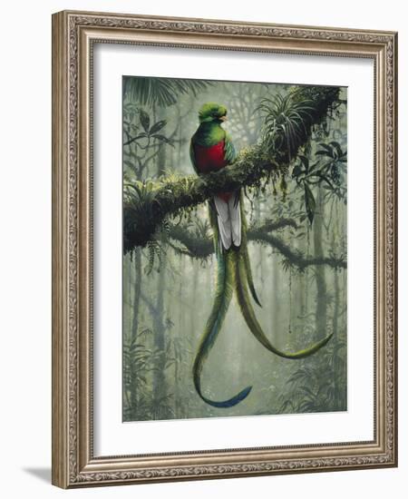 Resplendent Quetzal 2-Harro Maass-Framed Giclee Print