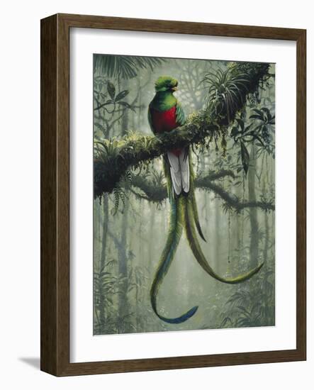 Resplendent Quetzal 2-Harro Maass-Framed Giclee Print