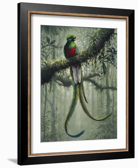 Resplendent Quetzal 2-Harro Maass-Framed Giclee Print