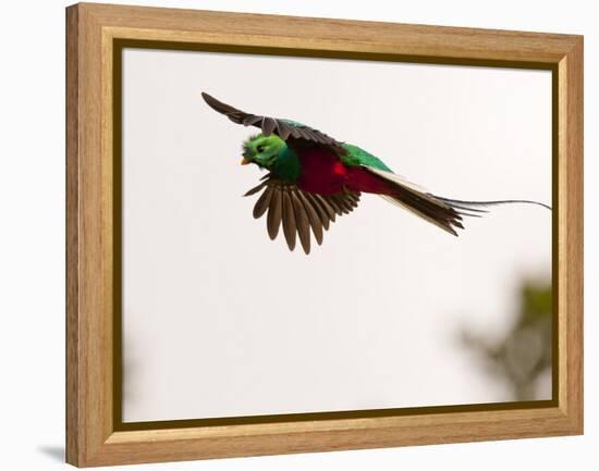 Resplendent Quetzal in Flight, Costa Rica-Cathy & Gordon Illg-Framed Premier Image Canvas