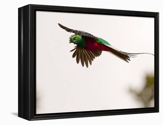 Resplendent Quetzal in Flight, Costa Rica-Cathy & Gordon Illg-Framed Premier Image Canvas