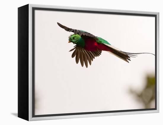 Resplendent Quetzal in Flight, Costa Rica-Cathy & Gordon Illg-Framed Premier Image Canvas