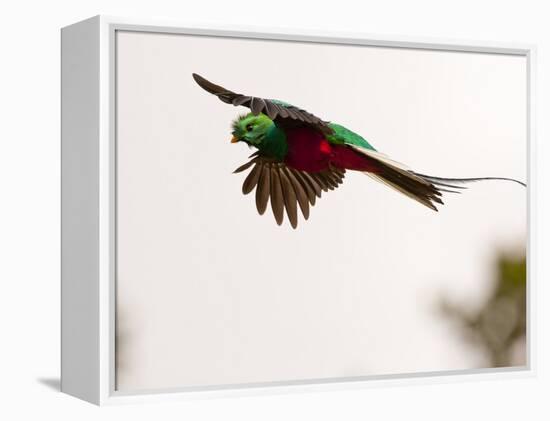 Resplendent Quetzal in Flight, Costa Rica-Cathy & Gordon Illg-Framed Premier Image Canvas