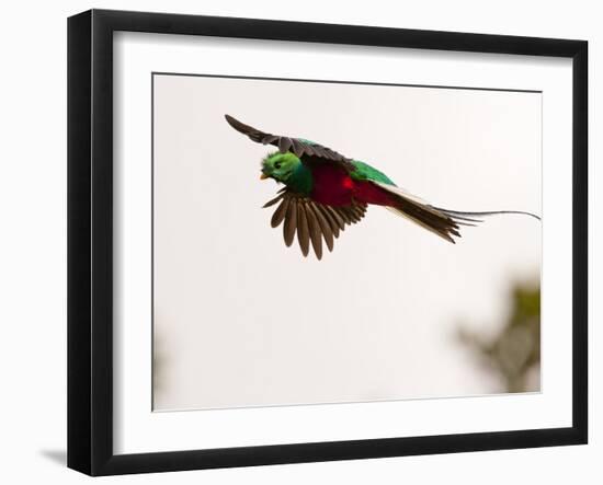 Resplendent Quetzal in Flight, Costa Rica-Cathy & Gordon Illg-Framed Photographic Print