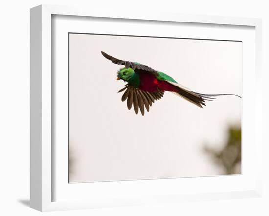 Resplendent Quetzal in Flight, Costa Rica-Cathy & Gordon Illg-Framed Photographic Print