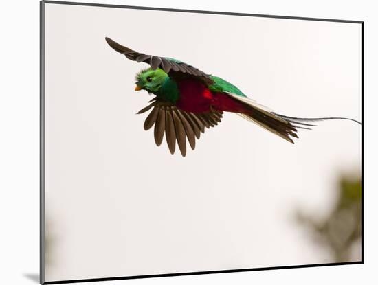 Resplendent Quetzal in Flight, Costa Rica-Cathy & Gordon Illg-Mounted Photographic Print