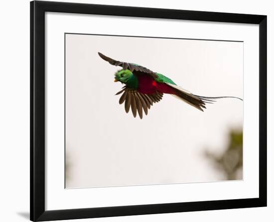 Resplendent Quetzal in Flight, Costa Rica-Cathy & Gordon Illg-Framed Photographic Print