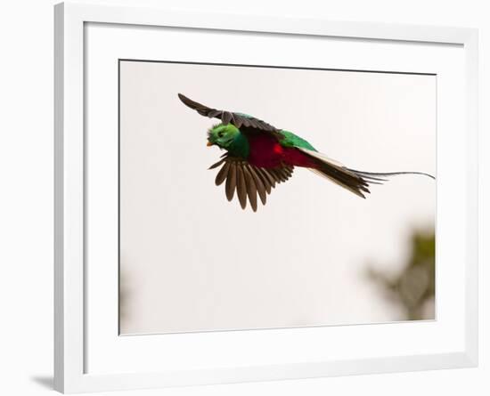 Resplendent Quetzal in Flight, Costa Rica-Cathy & Gordon Illg-Framed Photographic Print