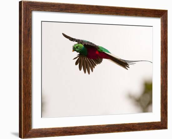 Resplendent Quetzal in Flight, Costa Rica-Cathy & Gordon Illg-Framed Photographic Print