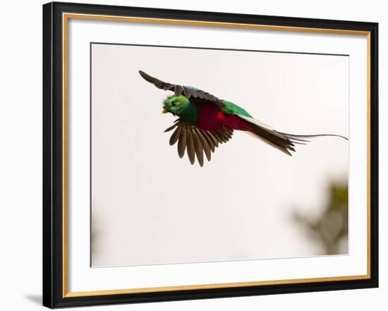 Resplendent Quetzal in Flight, Costa Rica-Cathy & Gordon Illg-Framed Photographic Print