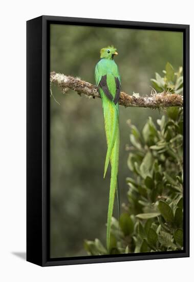 Resplendent quetzal male perched on branch, Costa Rica-Paul Hobson-Framed Premier Image Canvas