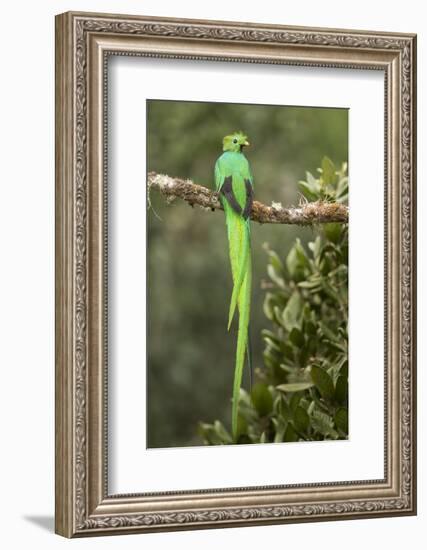 Resplendent quetzal male perched on branch, Costa Rica-Paul Hobson-Framed Photographic Print