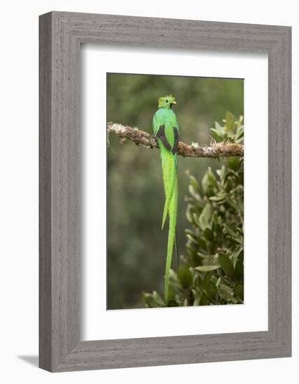 Resplendent quetzal male perched on branch, Costa Rica-Paul Hobson-Framed Photographic Print