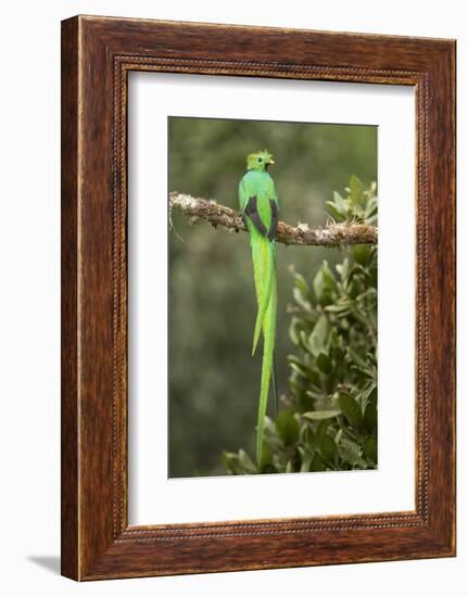 Resplendent quetzal male perched on branch, Costa Rica-Paul Hobson-Framed Photographic Print