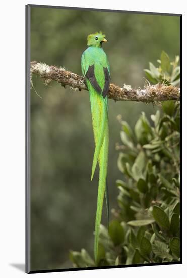 Resplendent quetzal male perched on branch, Costa Rica-Paul Hobson-Mounted Photographic Print