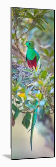 Resplendent Quetzal (Pharomachrus Mocinno), Costa Rica-null-Mounted Photographic Print