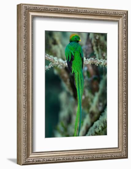 Resplendent Quetzal, Pharomachrus Mocinno, Magnificent Sacred Green Bird with Very Long Tail from S-Ondrej Prosicky-Framed Photographic Print