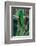 Resplendent Quetzal, Pharomachrus Mocinno, Magnificent Sacred Green Bird with Very Long Tail from S-Ondrej Prosicky-Framed Photographic Print