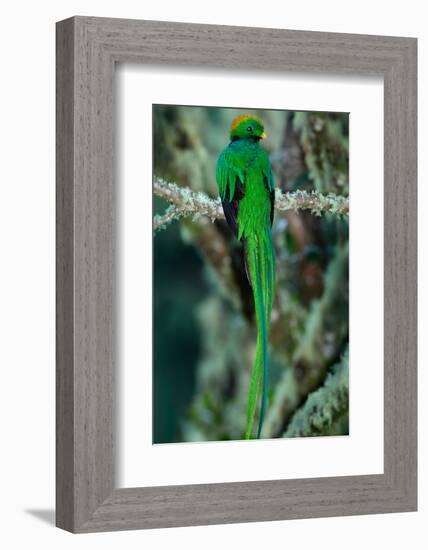 Resplendent Quetzal, Pharomachrus Mocinno, Magnificent Sacred Green Bird with Very Long Tail from S-Ondrej Prosicky-Framed Photographic Print
