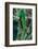 Resplendent Quetzal, Pharomachrus Mocinno, Magnificent Sacred Green Bird with Very Long Tail from S-Ondrej Prosicky-Framed Photographic Print