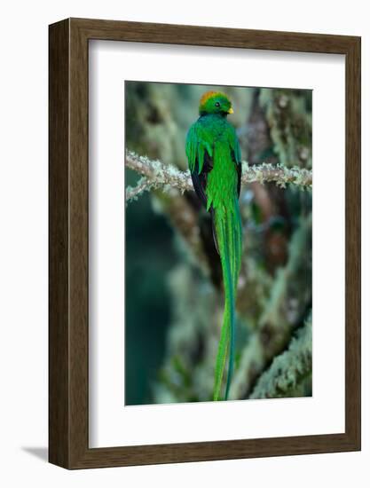 Resplendent Quetzal, Pharomachrus Mocinno, Magnificent Sacred Green Bird with Very Long Tail from S-Ondrej Prosicky-Framed Photographic Print