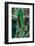 Resplendent Quetzal, Pharomachrus Mocinno, Magnificent Sacred Green Bird with Very Long Tail from S-Ondrej Prosicky-Framed Photographic Print