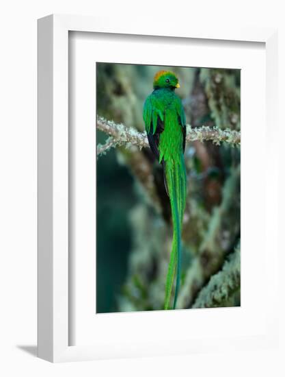 Resplendent Quetzal, Pharomachrus Mocinno, Magnificent Sacred Green Bird with Very Long Tail from S-Ondrej Prosicky-Framed Photographic Print