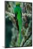 Resplendent Quetzal, Pharomachrus Mocinno, Magnificent Sacred Green Bird with Very Long Tail from S-Ondrej Prosicky-Mounted Photographic Print