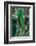 Resplendent Quetzal, Pharomachrus Mocinno, Magnificent Sacred Green Bird with Very Long Tail from S-Ondrej Prosicky-Framed Photographic Print