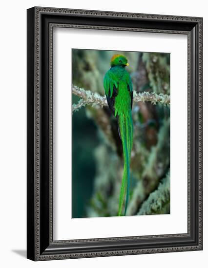 Resplendent Quetzal, Pharomachrus Mocinno, Magnificent Sacred Green Bird with Very Long Tail from S-Ondrej Prosicky-Framed Photographic Print