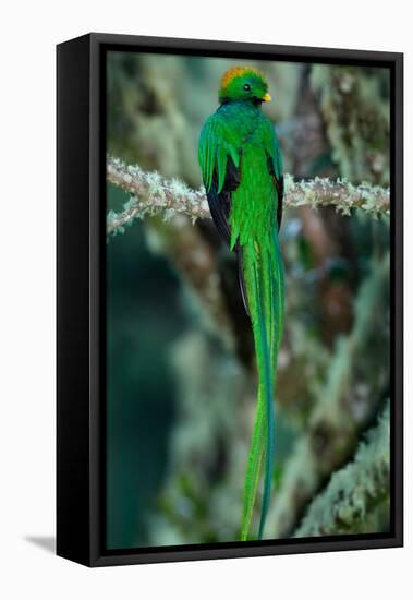 Resplendent Quetzal, Pharomachrus Mocinno, Magnificent Sacred Green Bird with Very Long Tail from S-Ondrej Prosicky-Framed Premier Image Canvas