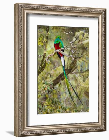 Resplendent quetzal (Pharomachrus mocinno) perching on branch, Talamanca Mountains, Costa Rica-Panoramic Images-Framed Photographic Print