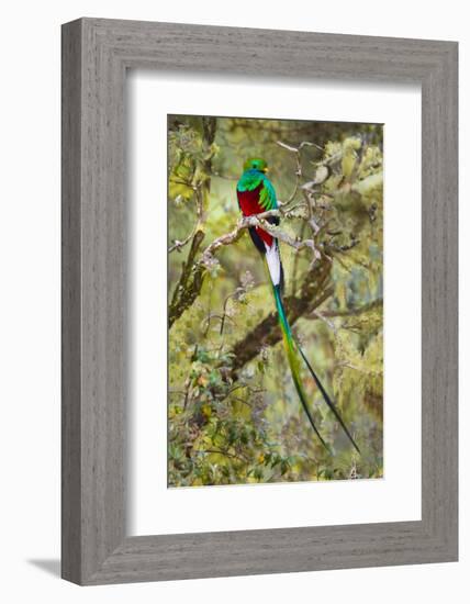 Resplendent quetzal (Pharomachrus mocinno) perching on branch, Talamanca Mountains, Costa Rica-Panoramic Images-Framed Photographic Print