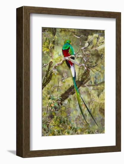 Resplendent quetzal (Pharomachrus mocinno) perching on branch, Talamanca Mountains, Costa Rica-Panoramic Images-Framed Photographic Print