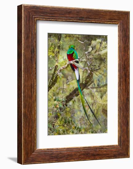 Resplendent quetzal (Pharomachrus mocinno) perching on branch, Talamanca Mountains, Costa Rica-Panoramic Images-Framed Photographic Print